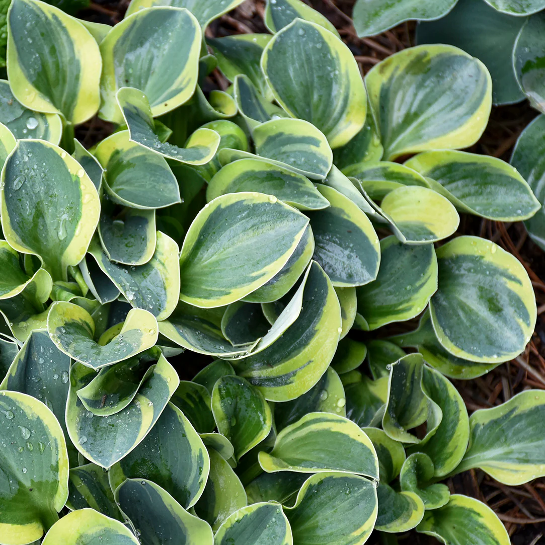 Mighty Mouse' Hosta | Creekside Champions™ - Image 6