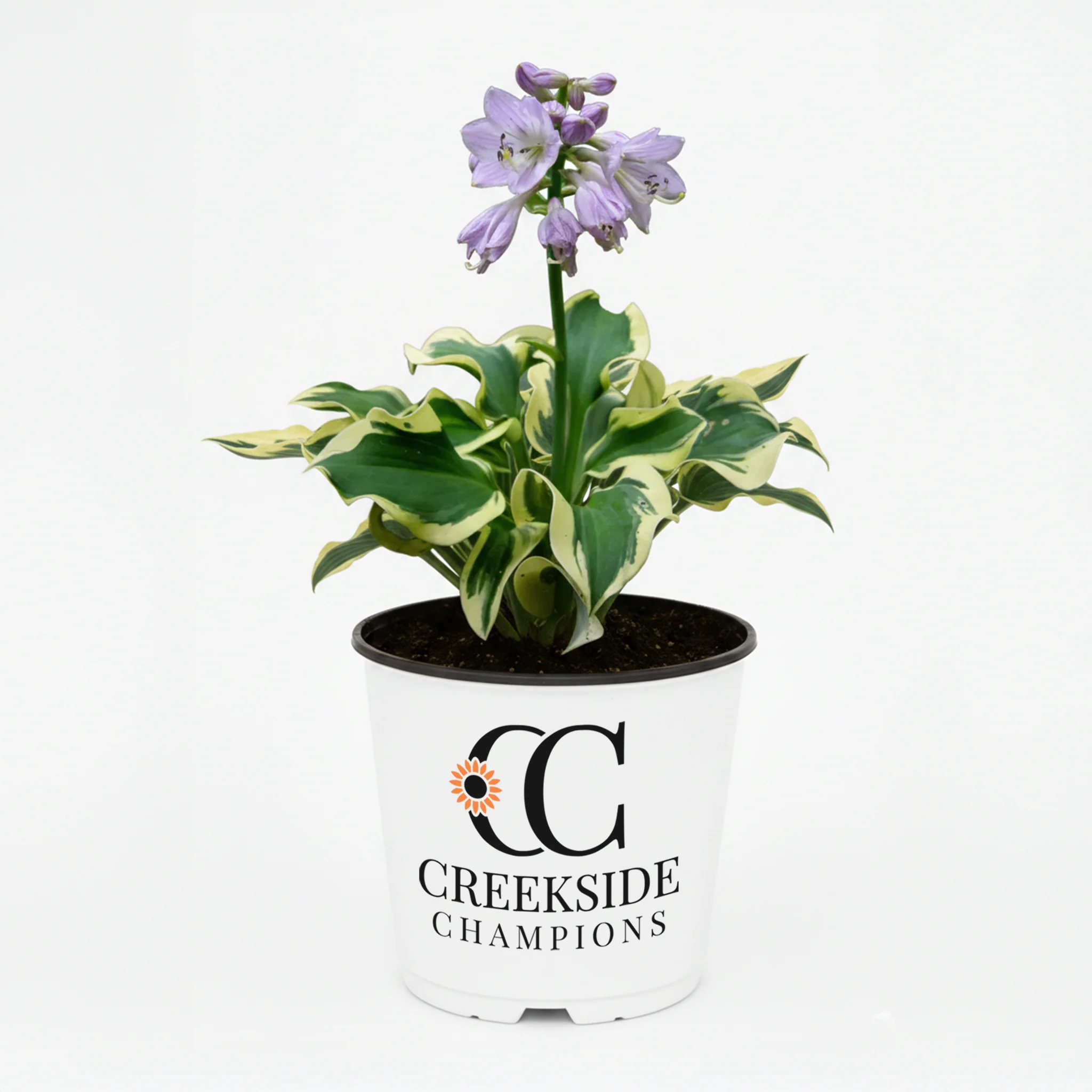 Mini Skirt' Hosta | Creekside Champions™