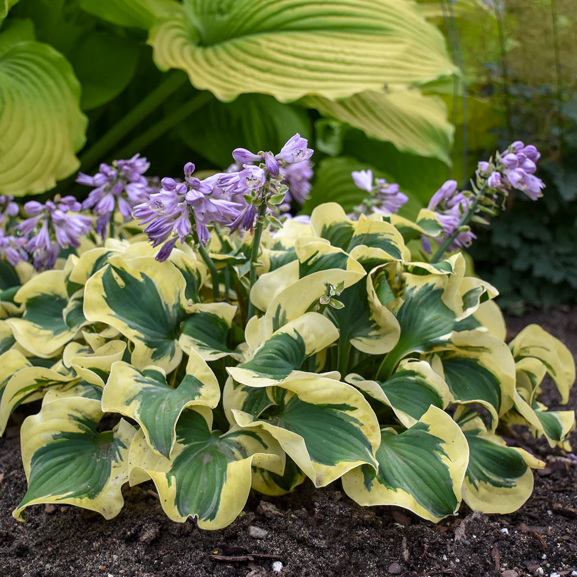 Mini Skirt' Hosta | Creekside Champions™ - Image 2