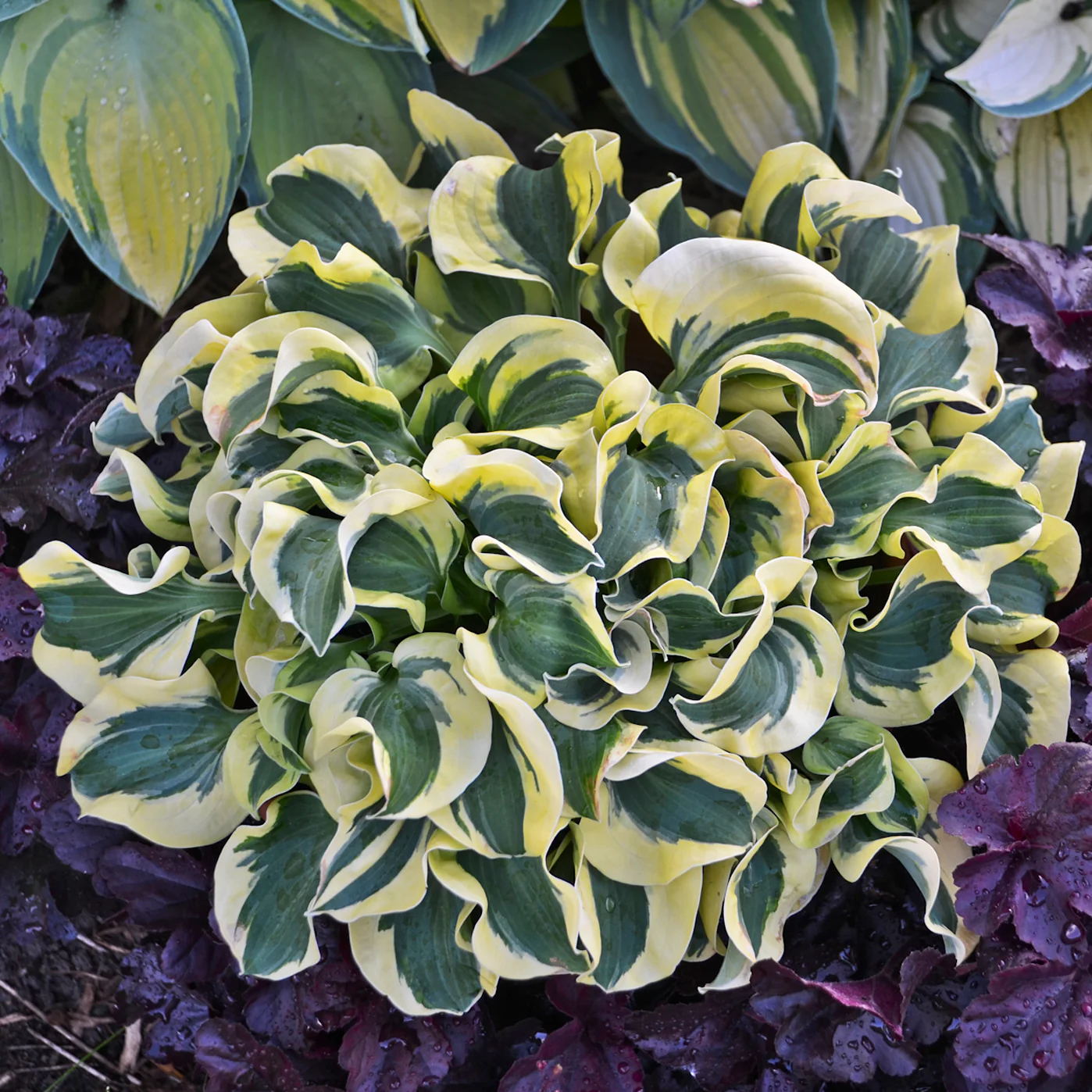Mini Skirt' Hosta | Creekside Champions™ - Image 3