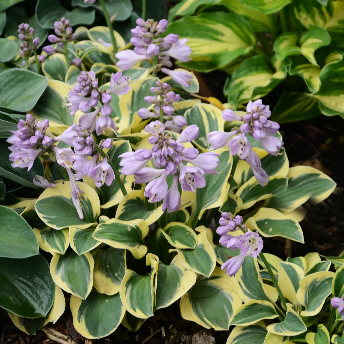 Mini Skirt' Hosta | Creekside Champions™ - Image 4