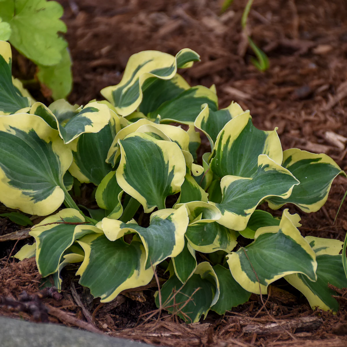 Mini Skirt' Hosta | Creekside Champions™ - Image 5