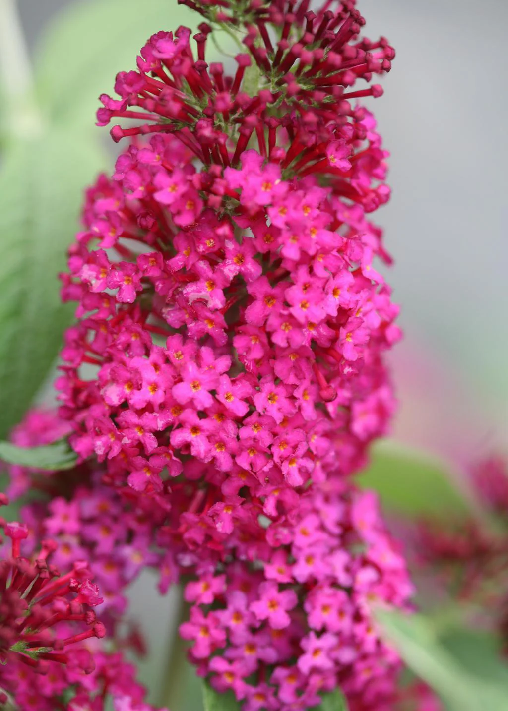 Miss Molly' Butterfly Bush - Image 3