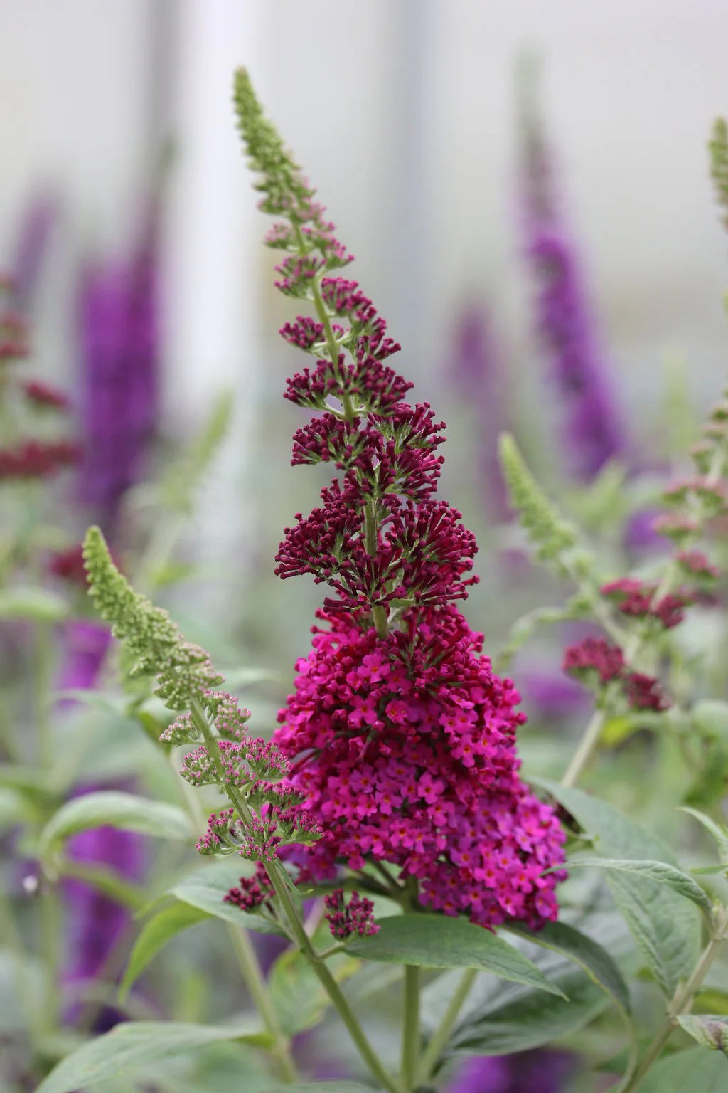 Miss Molly' Butterfly Bush - Image 4