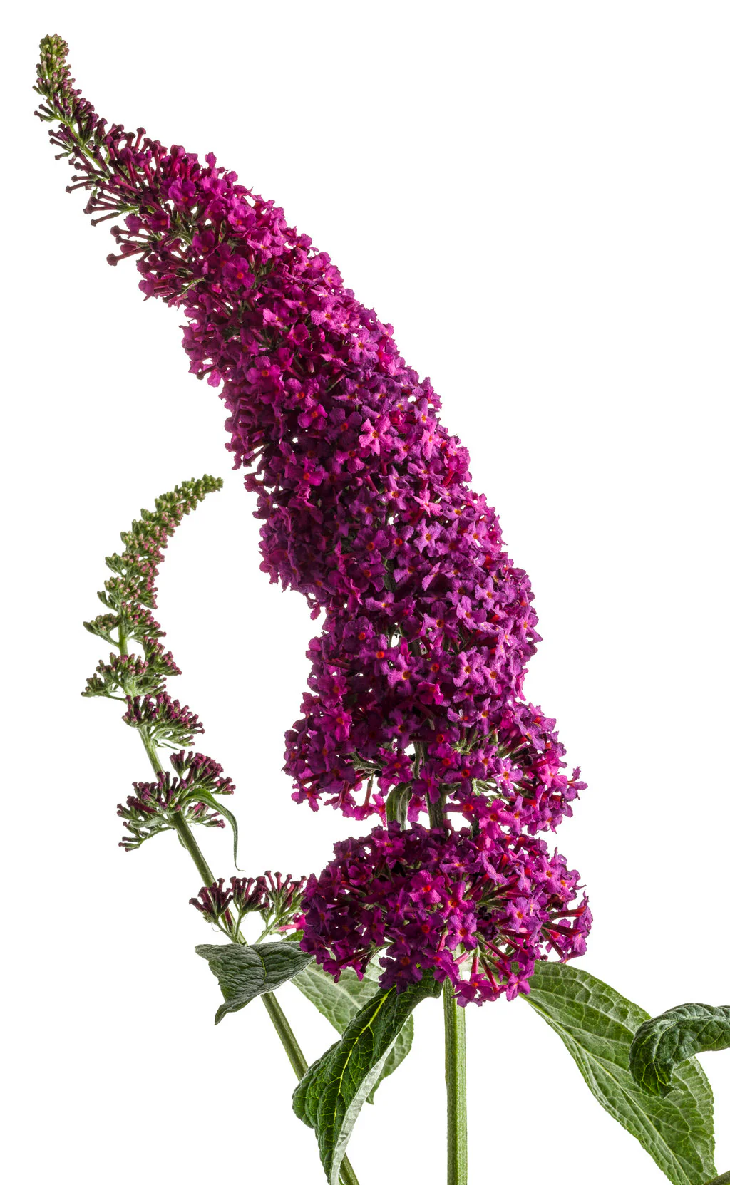 Miss Molly' Butterfly Bush - Image 5