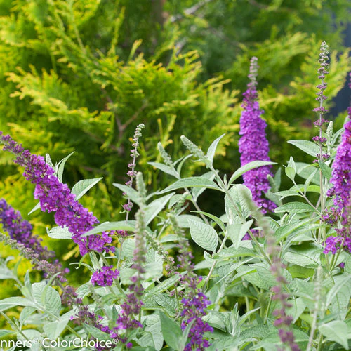 Miss Violet' Butterfly Bush - Image 3