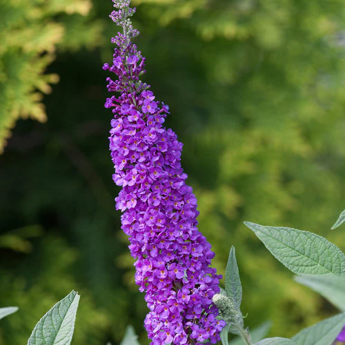 Miss Violet' Butterfly Bush - Image 6