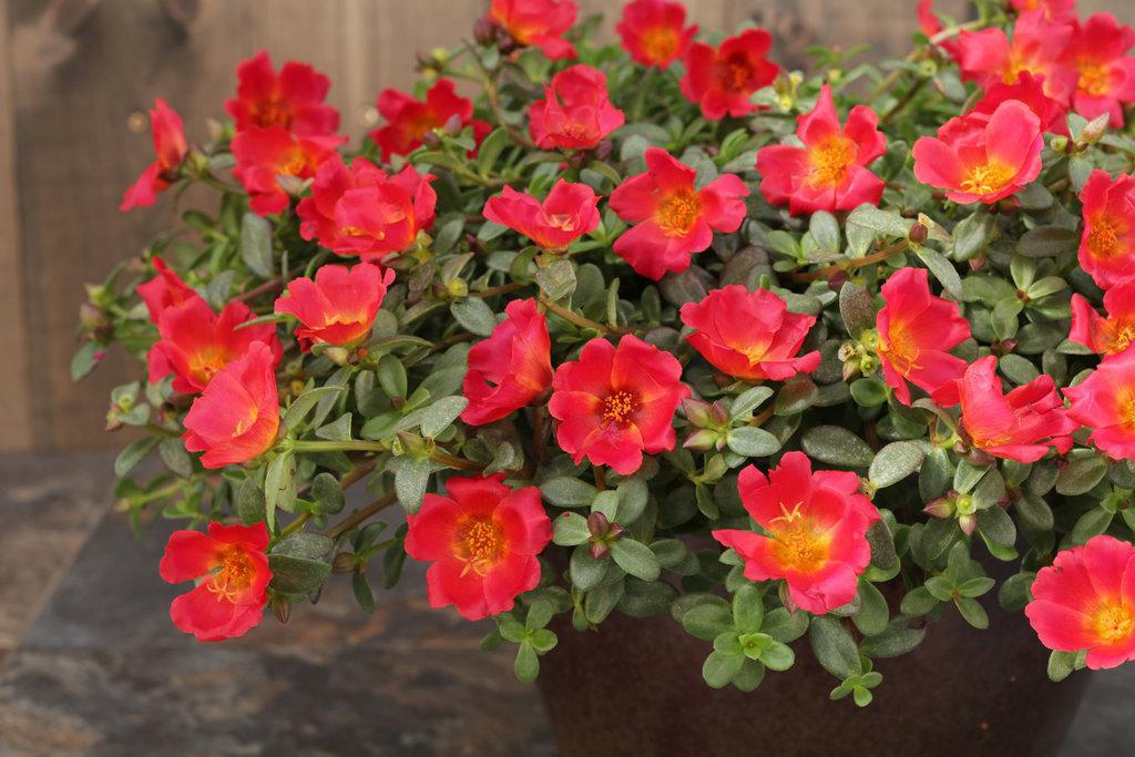 Mojave® Red Portulaca | Proven Winners® - Image 2