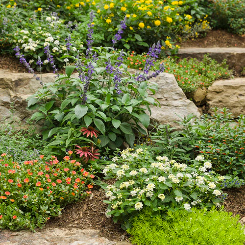 Mojave® Tangerine Portulaca | Proven Winners® - Image 3