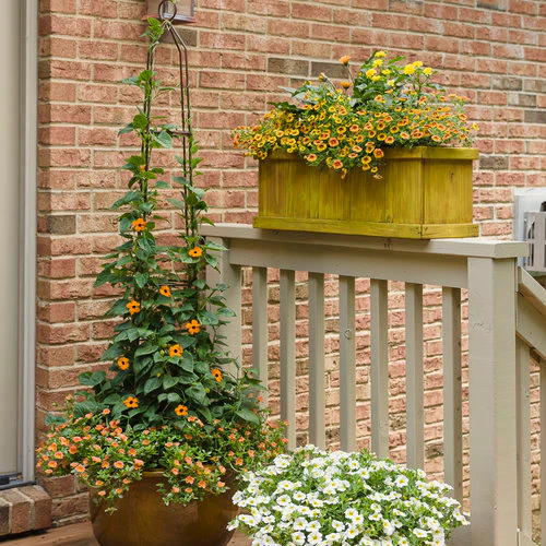 Mojave® Tangerine Portulaca | Proven Winners® - Image 4