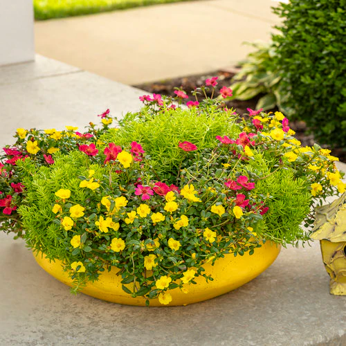 Mojave® Yellow Portulaca | Proven Winners® - Image 3