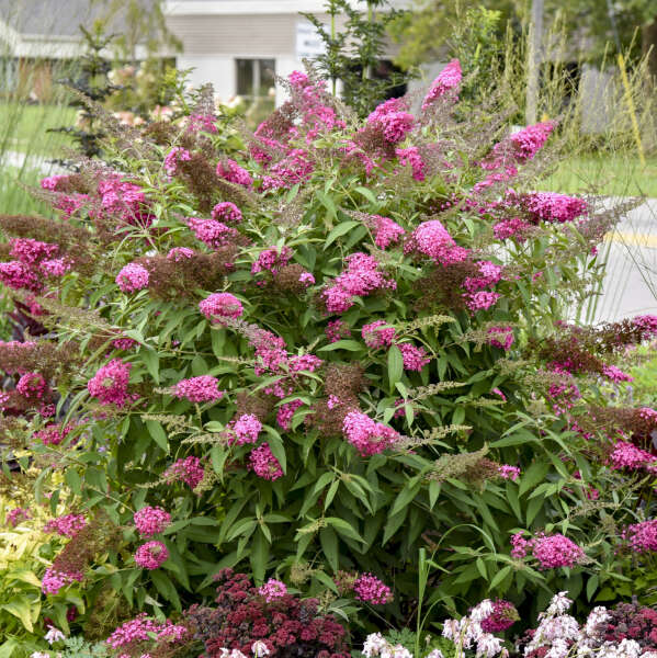 Cherry Royale' MONARCH® Buddleia | Creekside Champions™ - Image 2