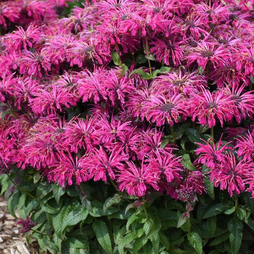 Leading Lady Razzberry' Monarda