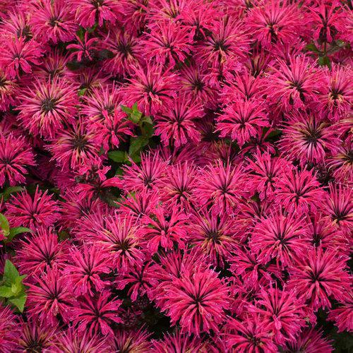 Leading Lady Razzberry' Monarda - Image 2