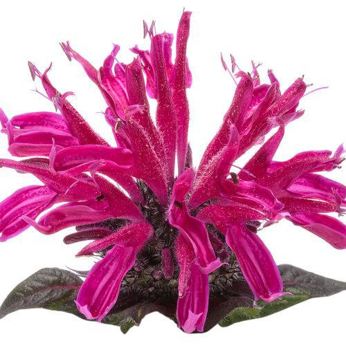 Leading Lady Razzberry' Monarda - Image 3