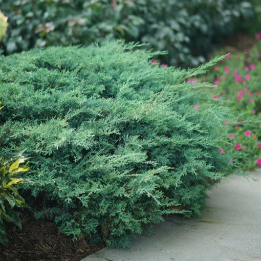 MONTANA MOSS® Juniper | Proven Winners®