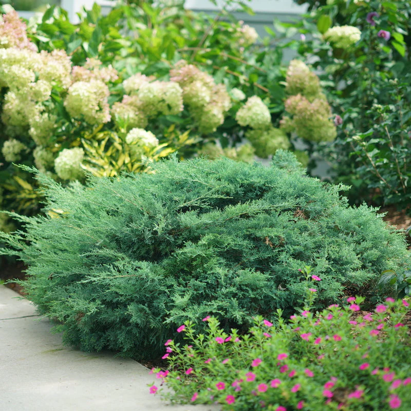 MONTANA MOSS® Juniper | Proven Winners® - Image 2
