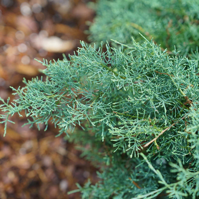 MONTANA MOSS® Juniper | Proven Winners® - Image 3