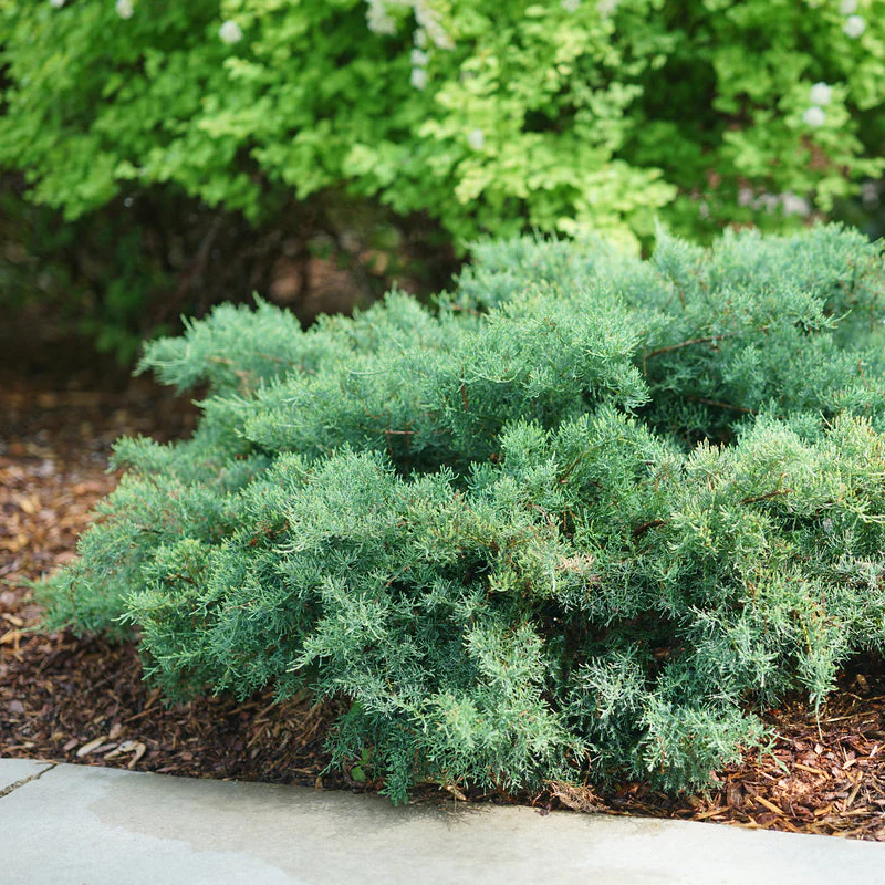 MONTANA MOSS® Juniper | Proven Winners® - Image 4