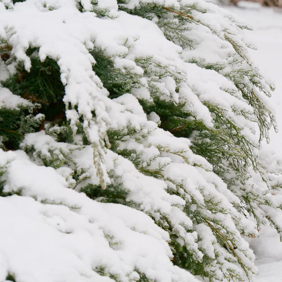 MONTANA MOSS® Juniper | Proven Winners® - Image 5