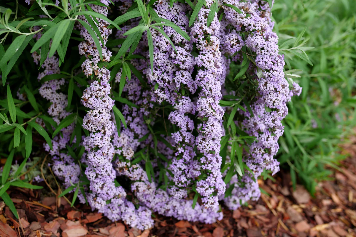 MOP TOP™ Fountain Butterfly Bush - Image 3