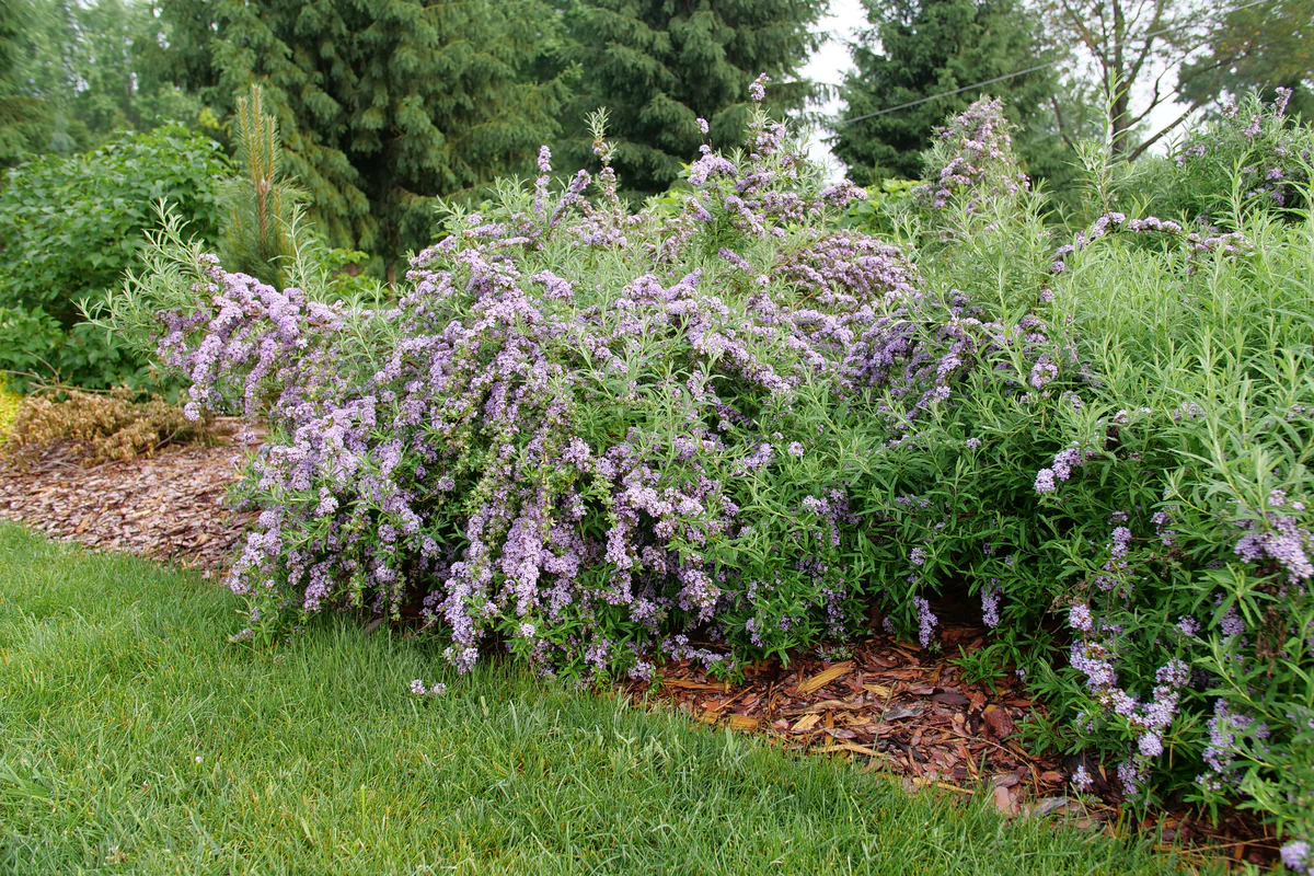 MOP TOP™ Fountain Butterfly Bush - Image 4