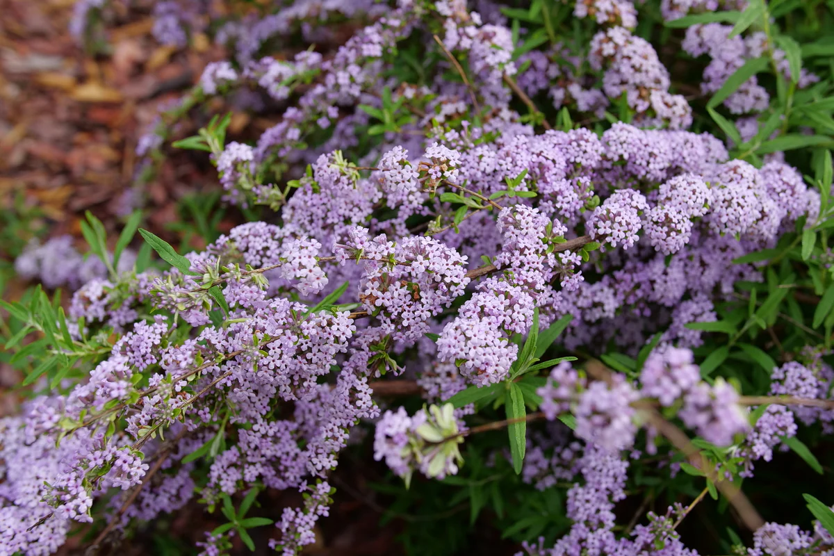MOP TOP™ Fountain Butterfly Bush - Image 5