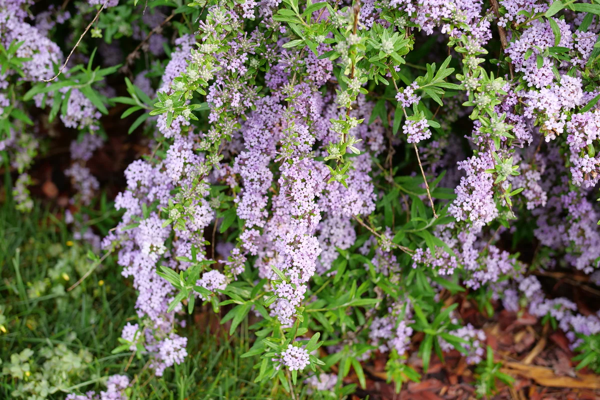 MOP TOP™ Fountain Butterfly Bush - Image 6
