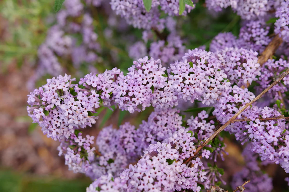 MOP TOP™ Fountain Butterfly Bush - Image 7