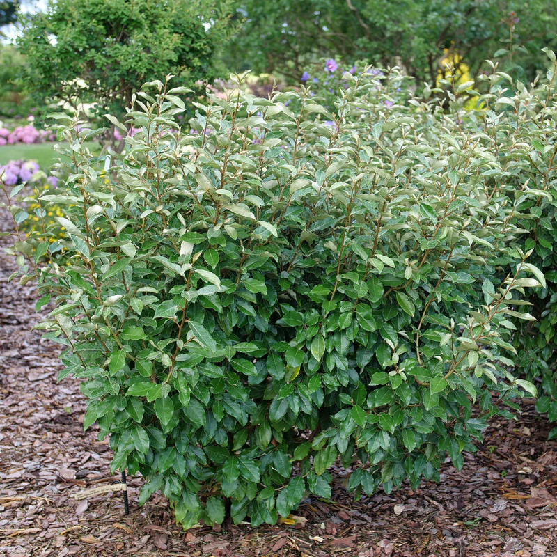 Elaeagnus MR. SMOOTH™ SEEDLESS