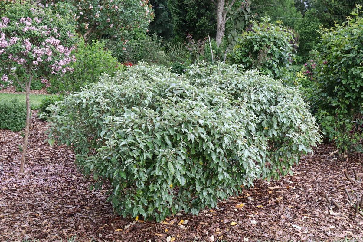 Elaeagnus MR. SMOOTH™ SEEDLESS - Image 2