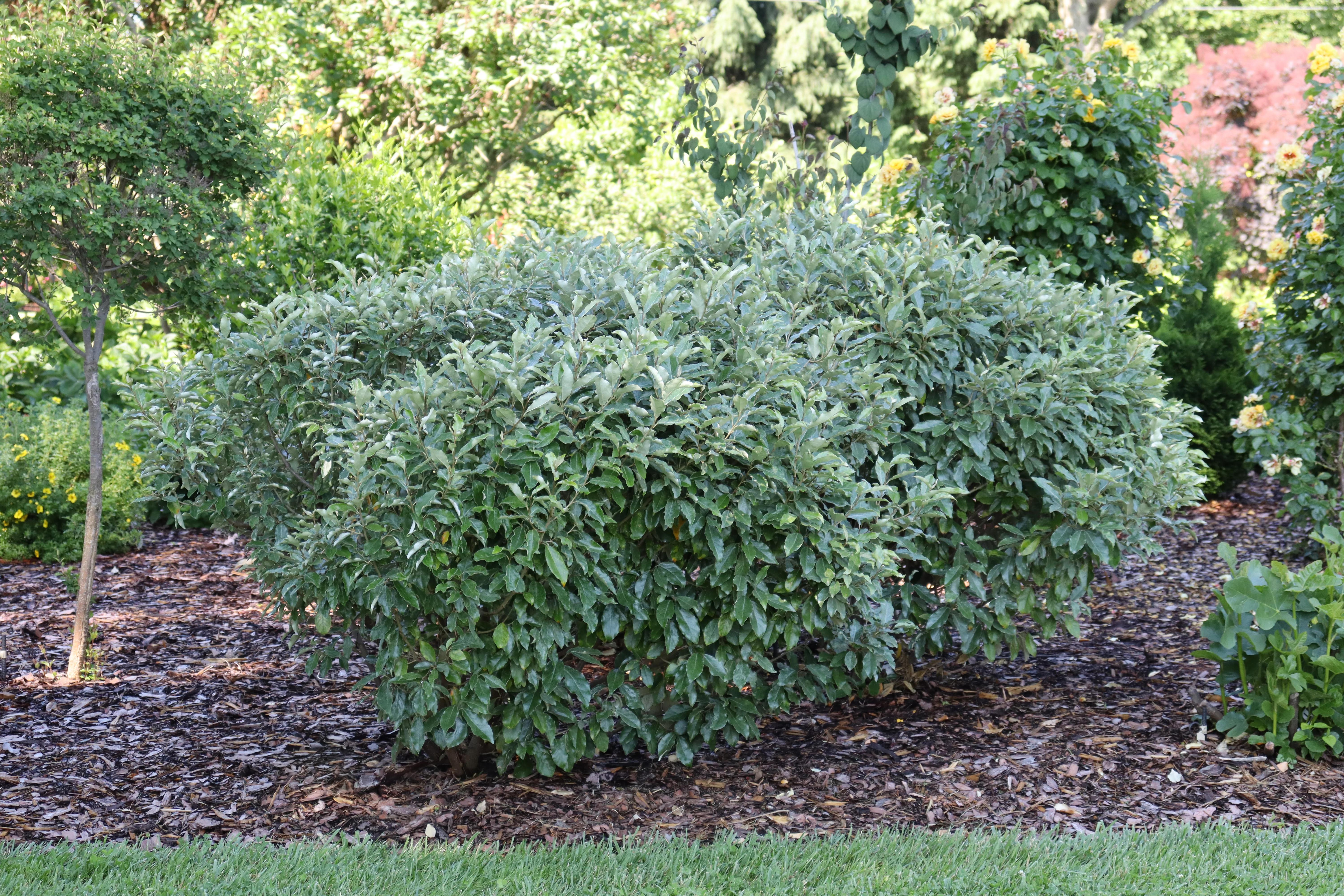 Elaeagnus MR. SMOOTH™ SEEDLESS - Image 3