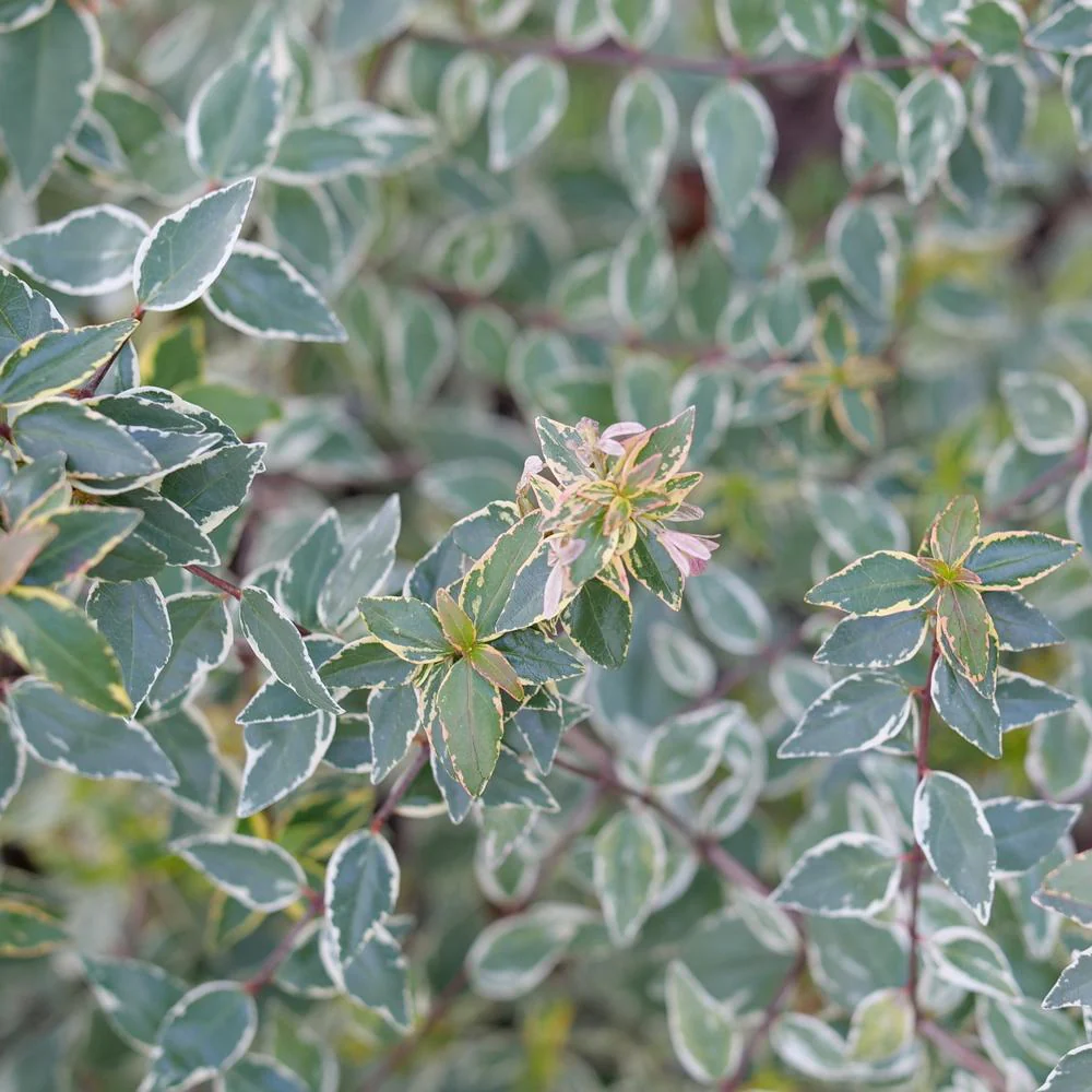 MUCHO GUSTO™ Abelia