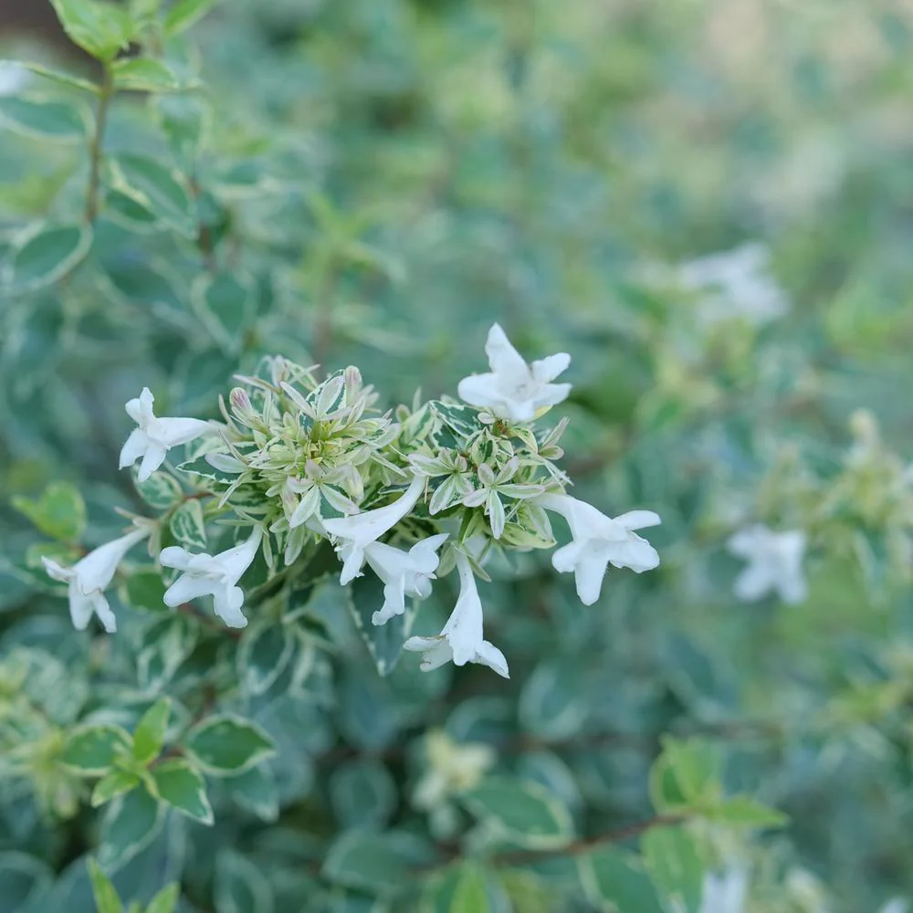 MUCHO GUSTO™ Abelia - Image 2