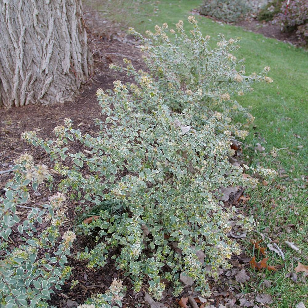 MUCHO GUSTO™ Abelia - Image 3