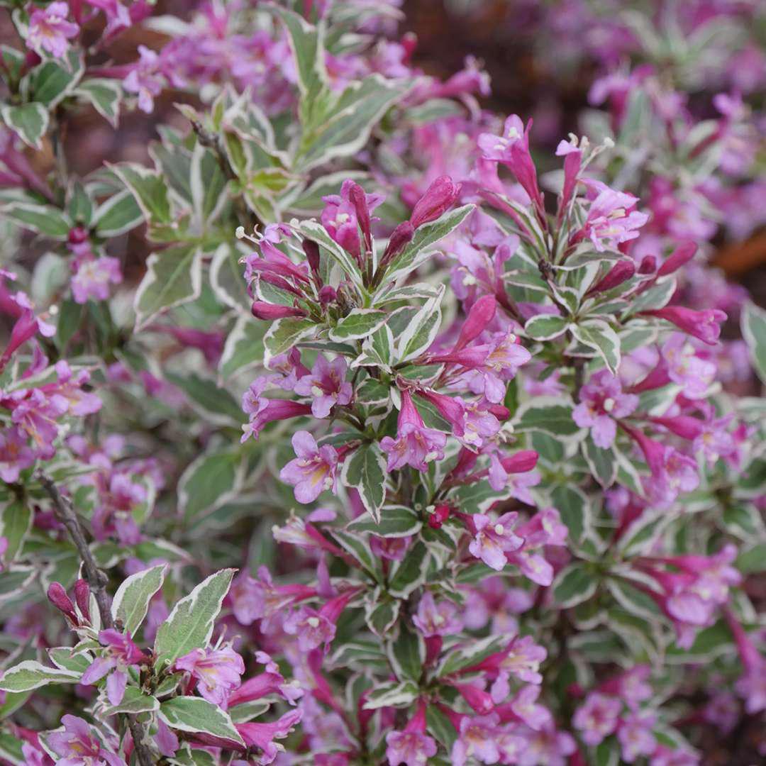 MY MONET PURPLE EFFECT® Weigela - Image 2