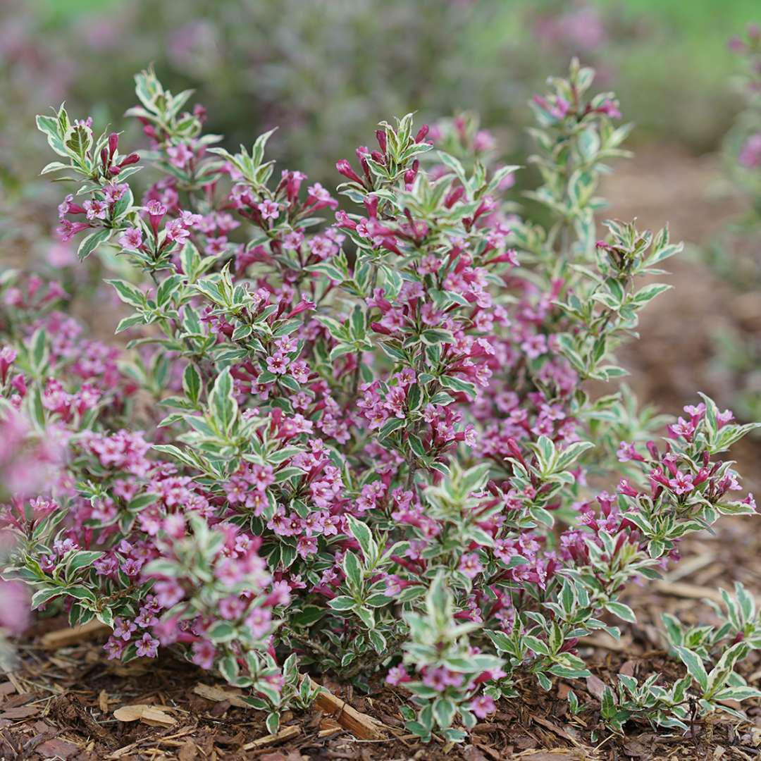 MY MONET PURPLE EFFECT® Weigela - Image 3