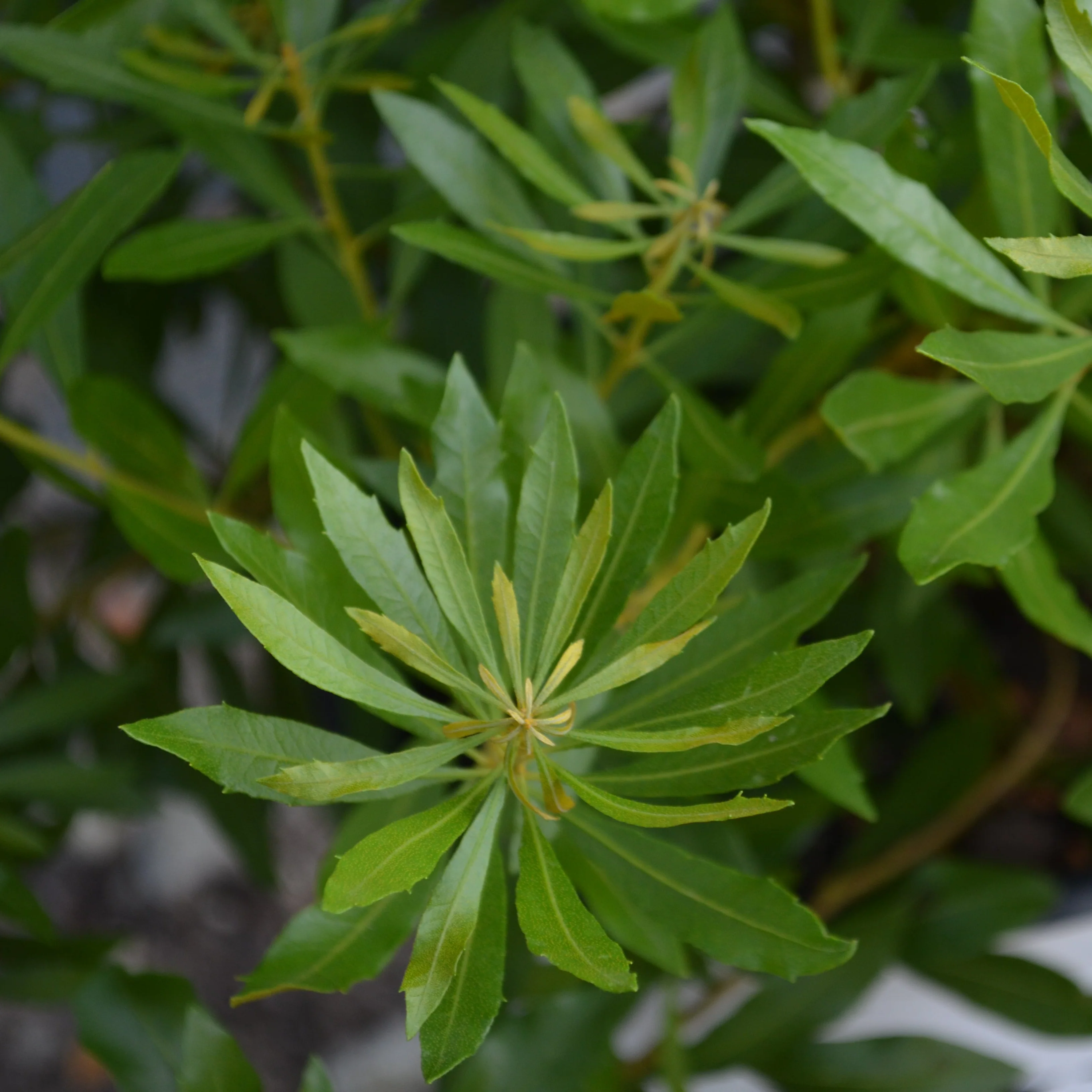 BAYSIDE BONITO® Southern Wax Myrtle | Proven Winners®