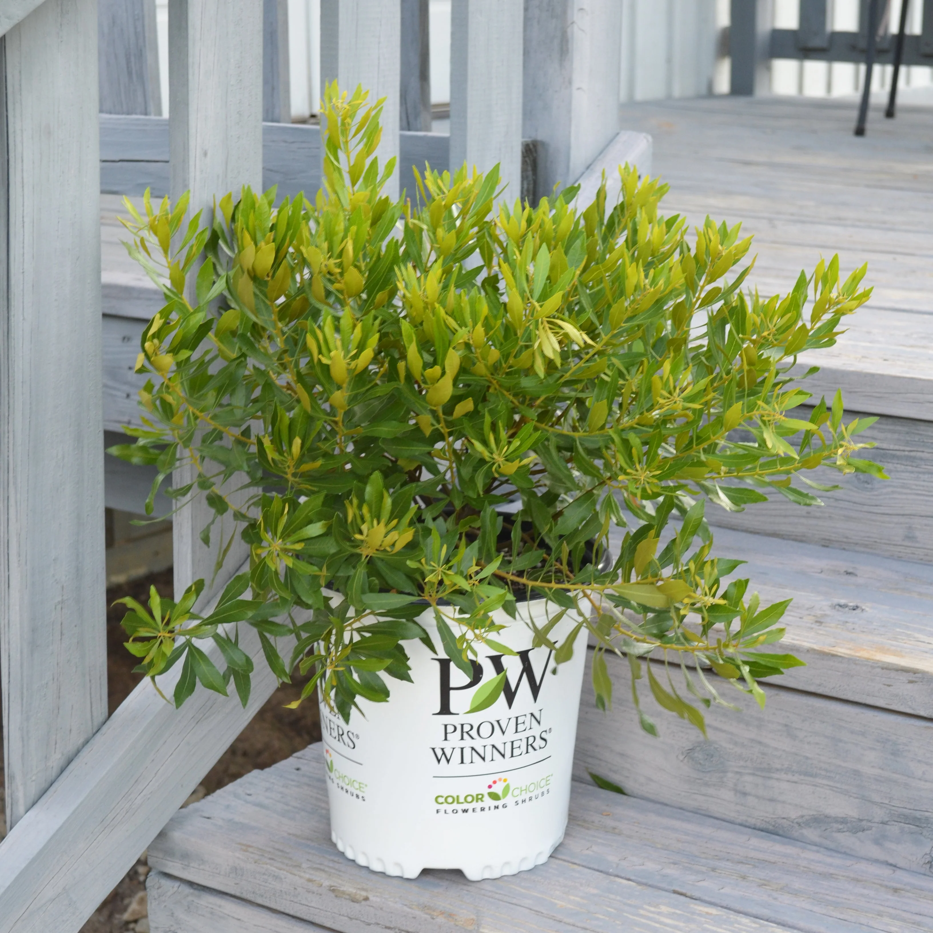 BAYSIDE BONITO® Southern Wax Myrtle | Proven Winners® - Image 2