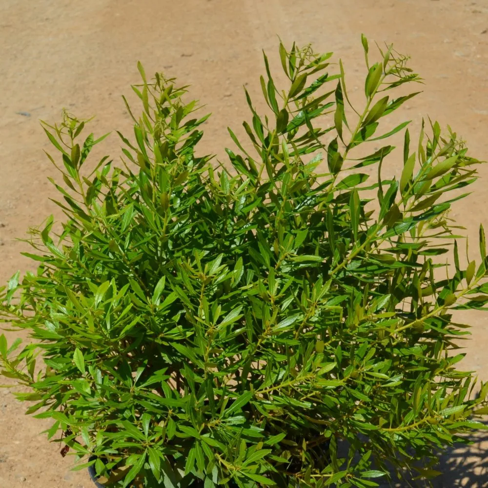 BAYSIDE BONITO® Southern Wax Myrtle | Proven Winners® - Image 3
