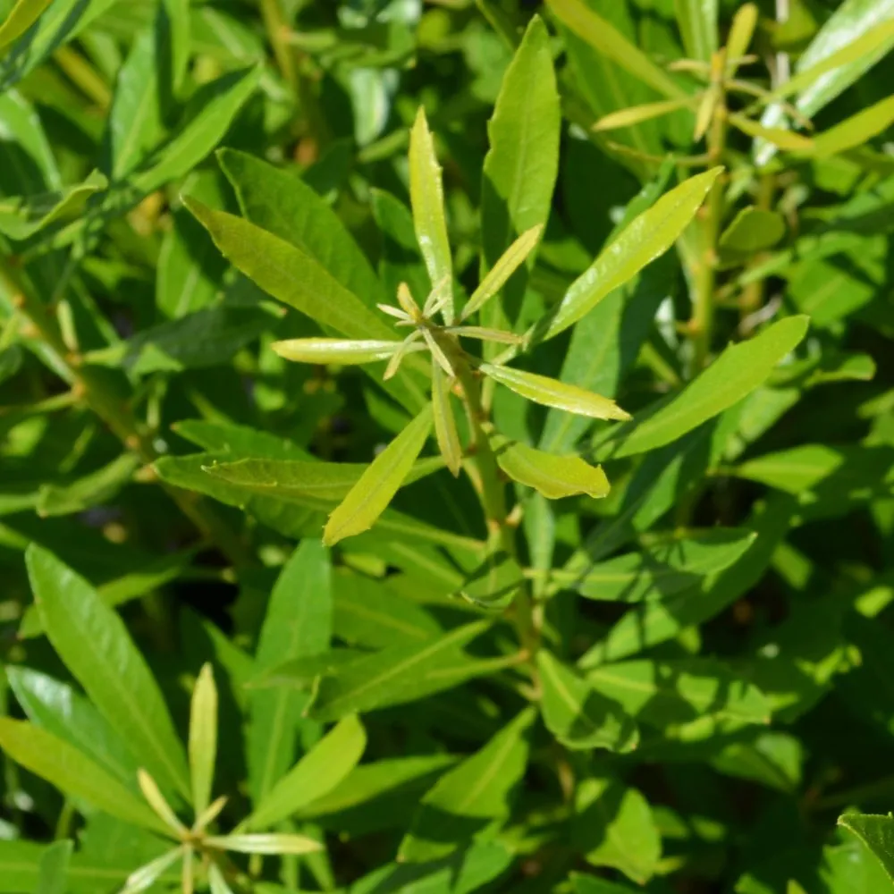 BAYSIDE BONITO® Southern Wax Myrtle | Proven Winners® - Image 4