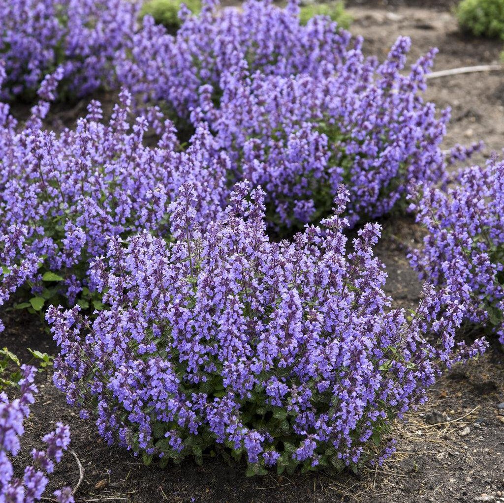Cat's Pajamas' Nepeta | Proven Winners®