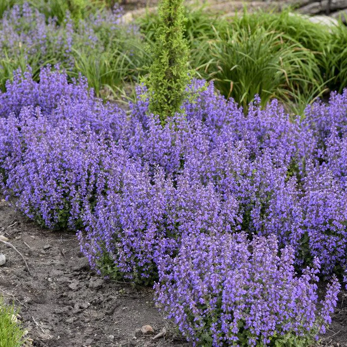 Cat's Pajamas' Nepeta | Proven Winners® - Image 2