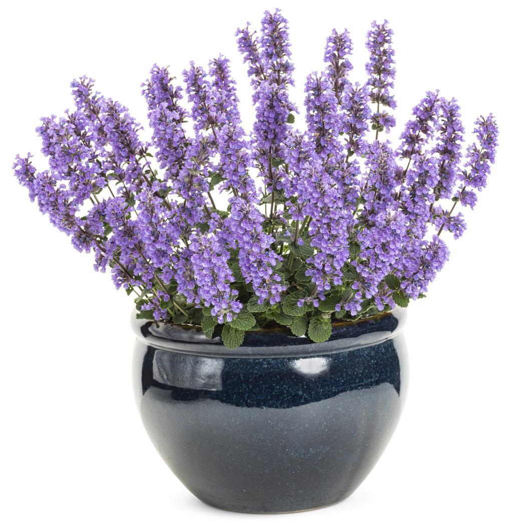 Cat's Pajamas' Nepeta | Proven Winners® - Image 3