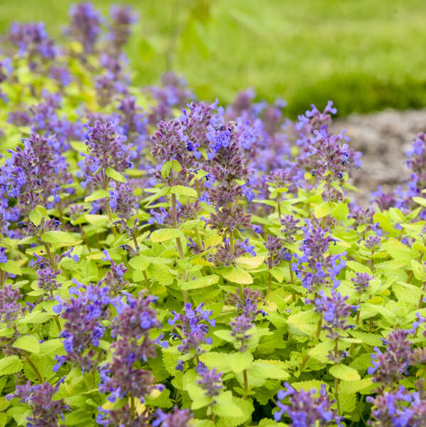 Lemon Purrfection' Nepeta | Proven Winners®