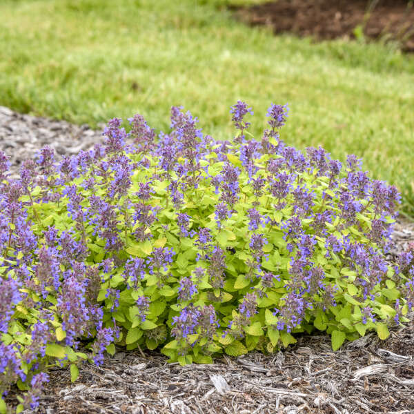 Lemon Purrfection' Nepeta | Proven Winners® - Image 2
