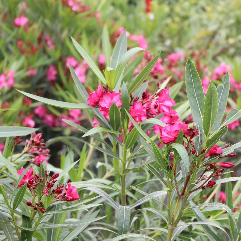 OLÉ!® Bicolor Red Oleander | Proven Winners®