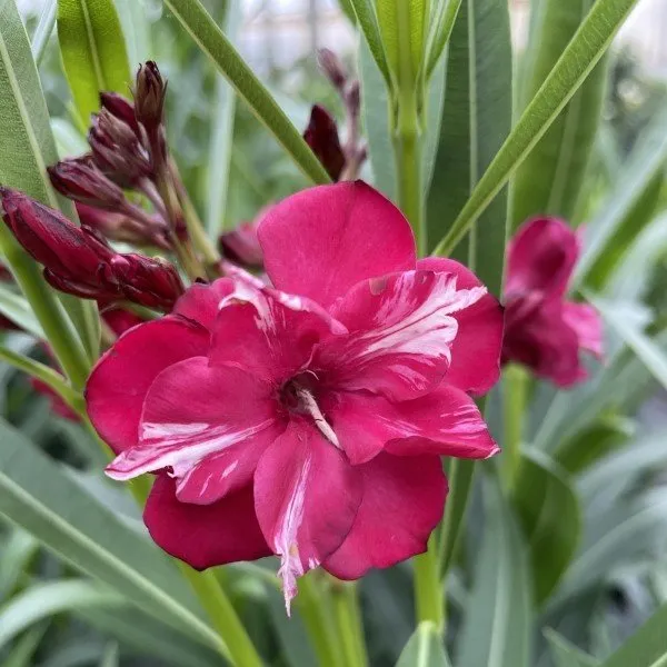 OLÉ!® Bicolor Red Oleander | Proven Winners® - Image 2