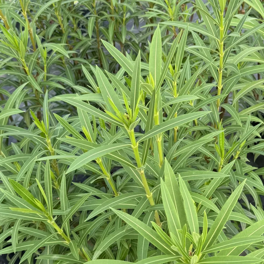 OLÉ!® Bicolor Red Oleander | Proven Winners® - Image 3