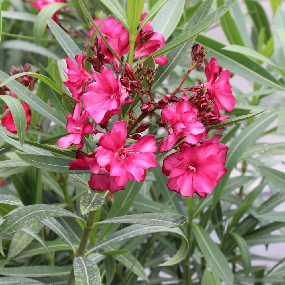 OLÉ!® Bicolor Red Oleander | Proven Winners® - Image 4